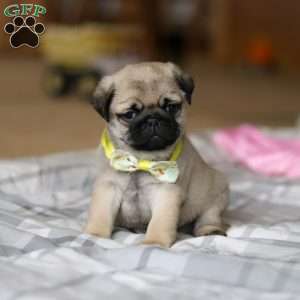 Prince, Pug Puppy